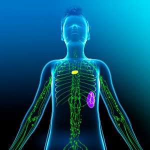 Illustration of a teenage boy's lymphatic system.